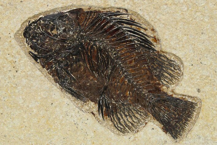 Fossil Fish (Cockerellites) - Wyoming #275180